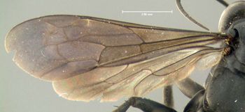 Media type: image;   Entomology 602683 Aspect: wing